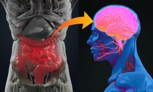 Gut-brain connection or gut brain axis. Concept art showing a connection from the gut to the brain. 3d illustration.